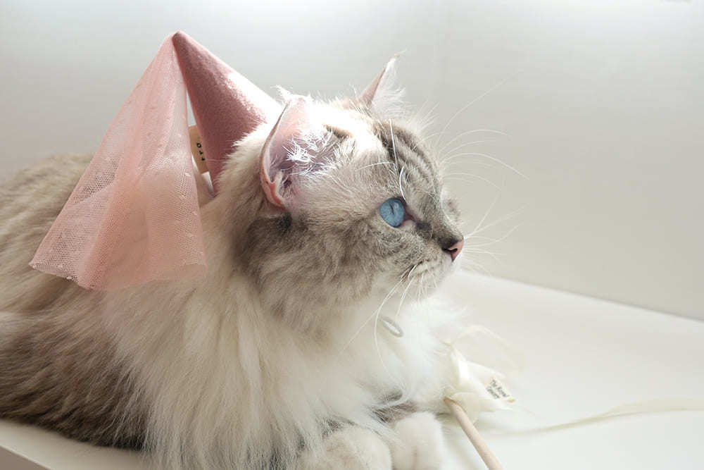 Bella Hat 貓咪仙女帽 - Pink
