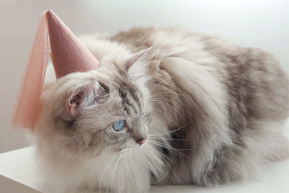 Bella Hat 貓咪仙女帽 - Pink